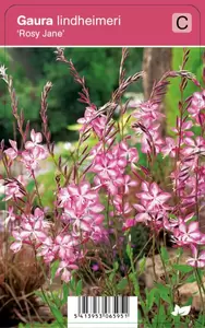 Gaura lindheimeri Rosy Jane P9