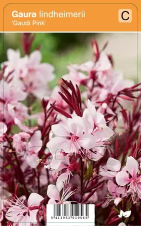 Gaura lindheimerii Gaudi Pink