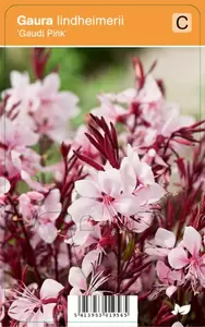 Gaura lindheimerii Gaudi Pink