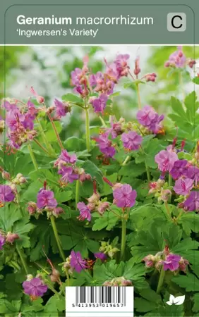 Geranium macr. Ingwersens Var.