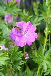 Geranium sang. 'Max Frei' 6-pack - afbeelding 2