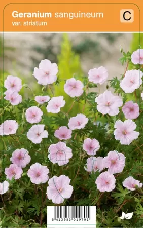 Geranium sang. var. Striatum