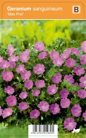 Geranium sanguineum Max Frei