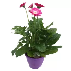 Gerbera Garvinea