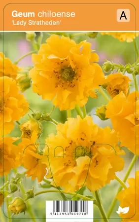 Geum chiloense Lady Stratheden  P9