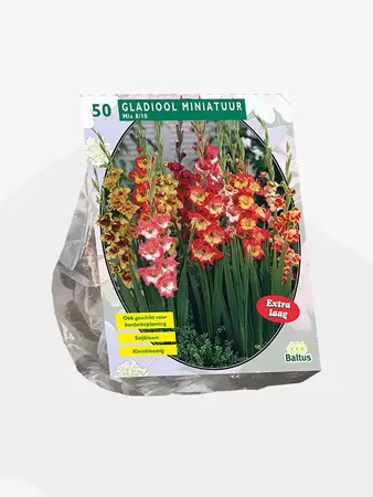 Gladiolus Miniatuur Gemengd per 50