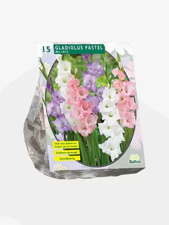 Gladiolus Pastel Mix per 15