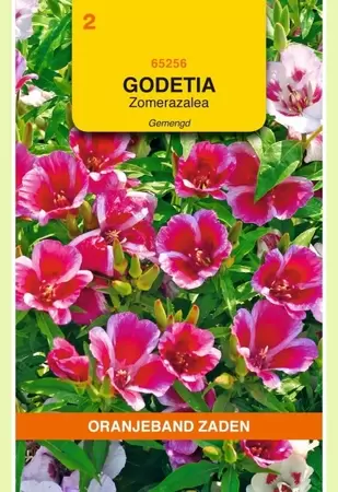 Godetia, zomerazalea gemengd Oranjeband - afbeelding 1