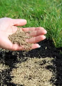 Graszaden