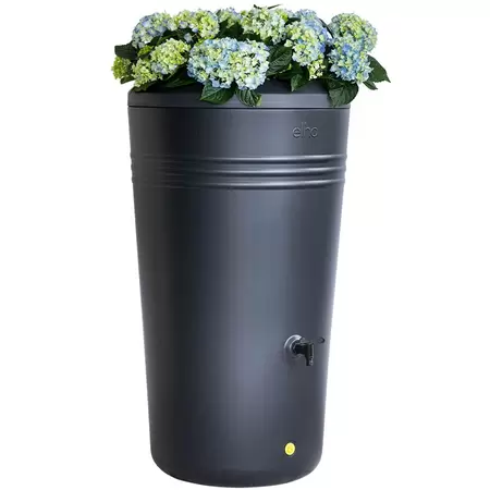 Regenton green basics living black