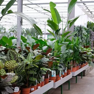 Groene kamerplanten