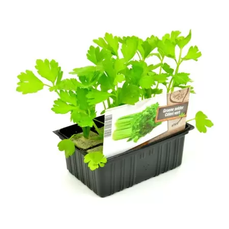 Groene Selderij | 6-pack