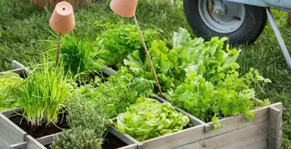 Groenteplanten