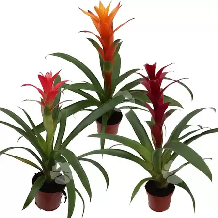 Guzmania - afbeelding 1