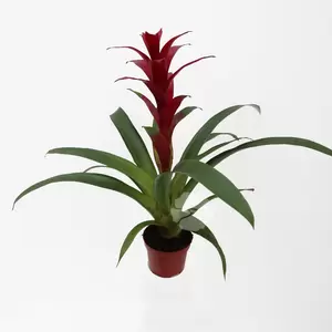 Guzmania - afbeelding 2