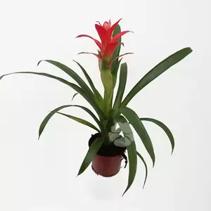 Guzmania - afbeelding 3