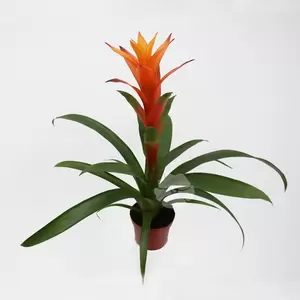 Guzmania - afbeelding 4