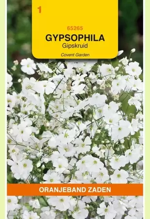 Gypsophila, Gipskruid Covent Garden Oranjeband - afbeelding 1