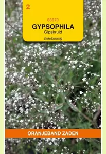 Gypsophila, Gipskruid enkelbloemig wit Oranjeband - afbeelding 1