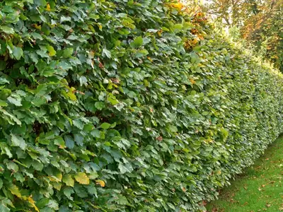 Haagplanten