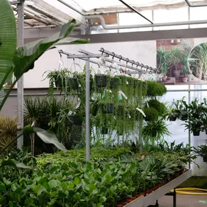 Hangplanten