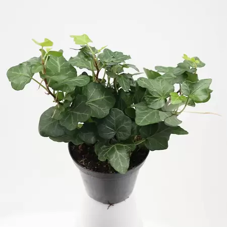 Hedera helix | Klimop Pot9cm