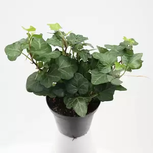 Hedera helix | Klimop Pot9cm