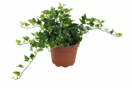 Hedera Helix 'Wonder' | Klimop