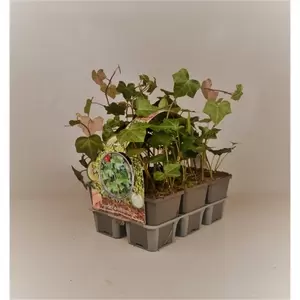 Hedera hibernica 6-pack