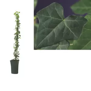 Hedera hibernica