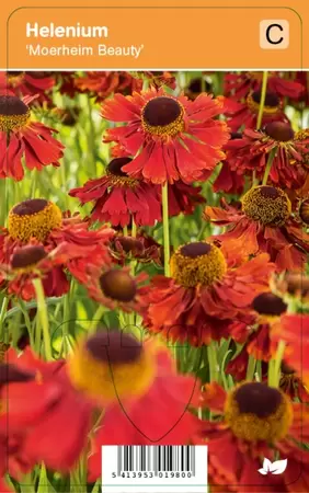 Helenium Moerheim Beauty
