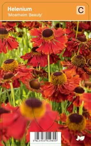 Helenium Moerheim Beauty
