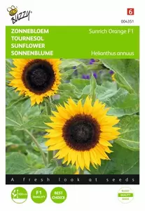 Helianthus, Zonnebloem Stella kleinbloemig Buzzy Seeds - afbeelding 1