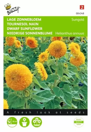 Helianthus, lage zonnebloem Sunspot geel Buzzy Seeds - afbeelding 1