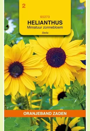Helianthus, miniatuur Zonnebloem Stella Oranjeband - afbeelding 1