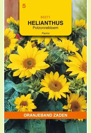 Helianthus, Potzonnebloem Pacino Oranjeband - afbeelding 1