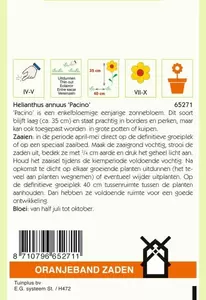 Helianthus, Potzonnebloem Pacino Oranjeband - afbeelding 2