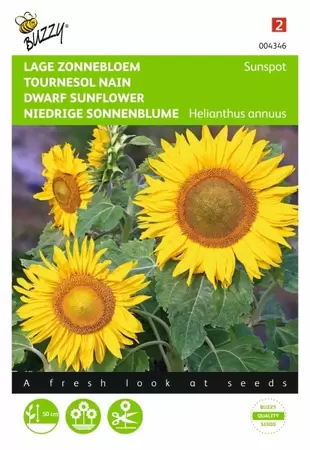 Helianthus, lage Zonnebloem Yellow Buzzy Seeds - afbeelding 1