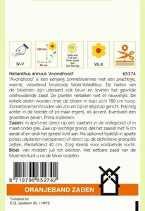Helianthus, Zonnebloem Avondrood Oranjeband - afbeelding 2