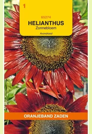 Helianthus, Zonnebloem Avondrood Oranjeband - afbeelding 1
