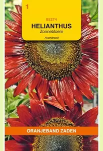 Helianthus, Zonnebloem Avondrood Oranjeband - afbeelding 1