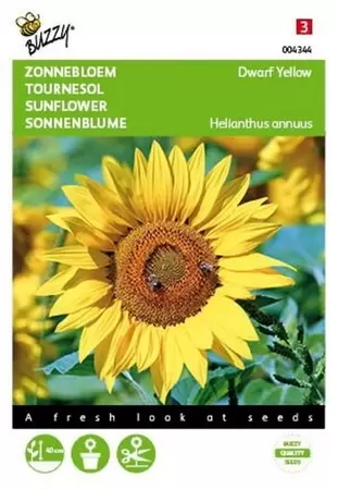 Helianthus, Reuzenzonnebloem Giganteus Buzzy Seeds - afbeelding 1