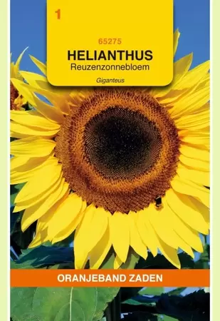 Helianthus, Zonnebloem Giganteus Oranjeband - afbeelding 1