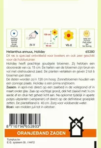 Helianthus, Zonnebloem Holiday Oranjeband - afbeelding 2