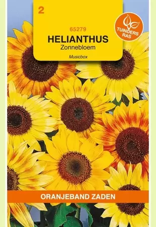 Helianthus, Zonnebloem Musicbox gemengd Oranjeband - afbeelding 1