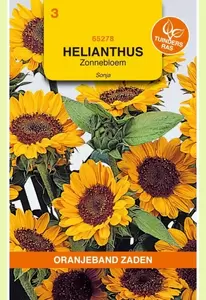 Helianthus, Zonnebloem Sonja Oranjeband - afbeelding 1
