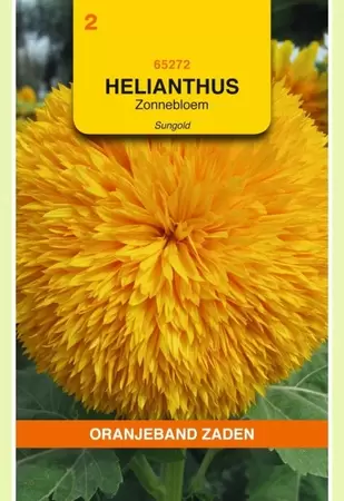 Helianthus, Zonnebloem Sungold dubbelbloemig hoog Oranjeband - afbeelding 1