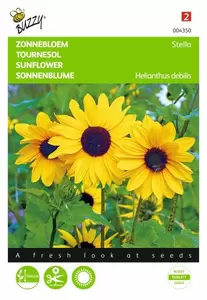 Helianthus, lage Potzonnebloem Pacino Buzzy Seeds - afbeelding 1