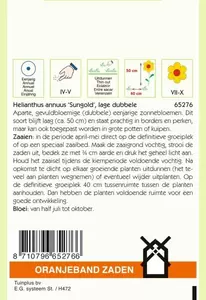 Helianthus, Zonnebloem Sungold dubbelbloemig laag Oranjeband - afbeelding 2