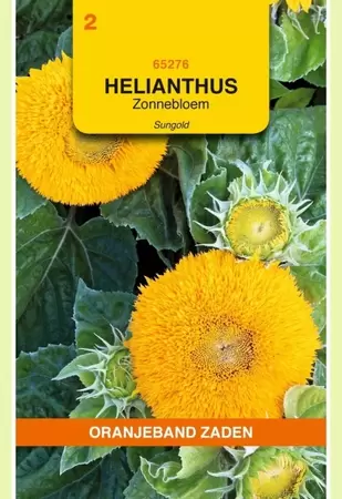 Helianthus, Zonnebloem Sungold dubbelbloemig laag Oranjeband - afbeelding 1